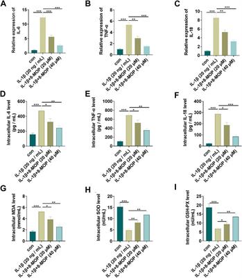 8-Methoxypsoralen has Anti-inflammatory and Antioxidant Roles in Osteoarthritis Through SIRT1/NF-κB Pathway